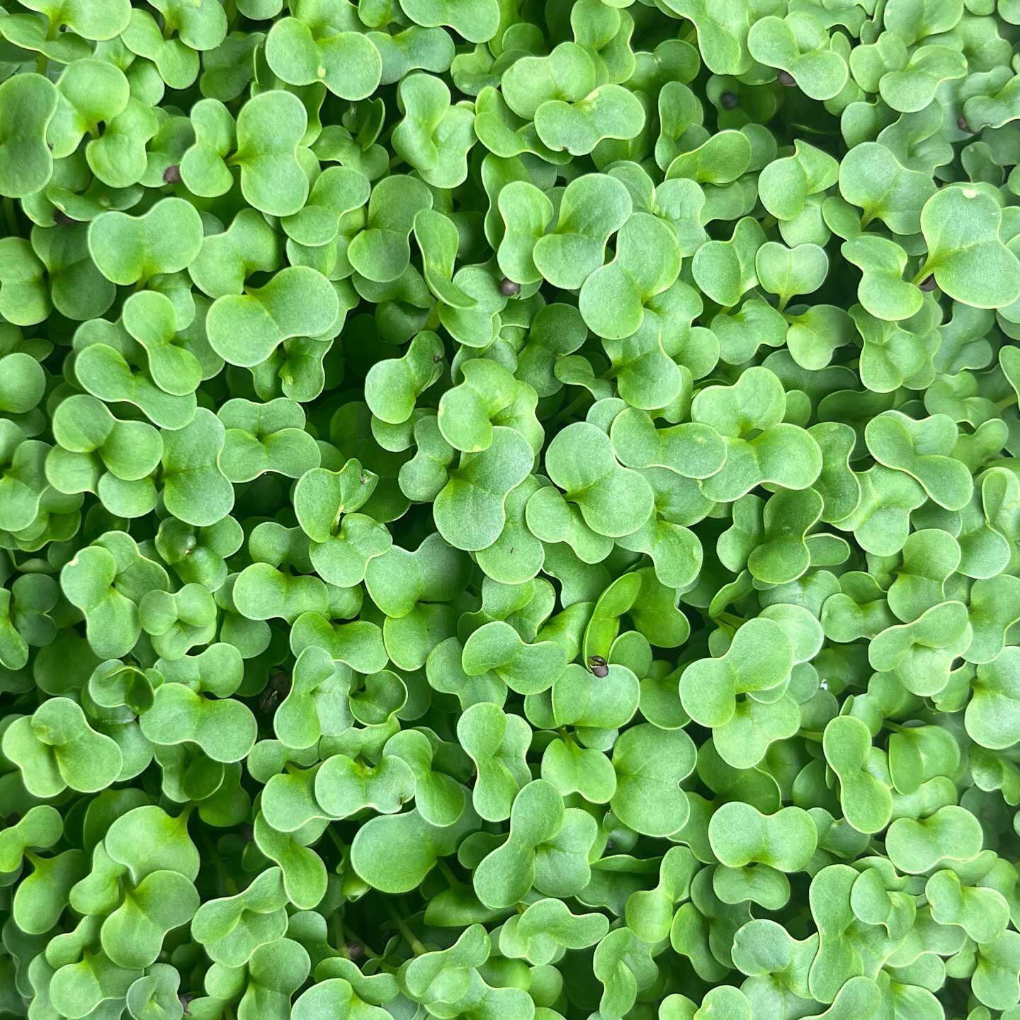 Brokkoli Microgreens im „1010“ Tray