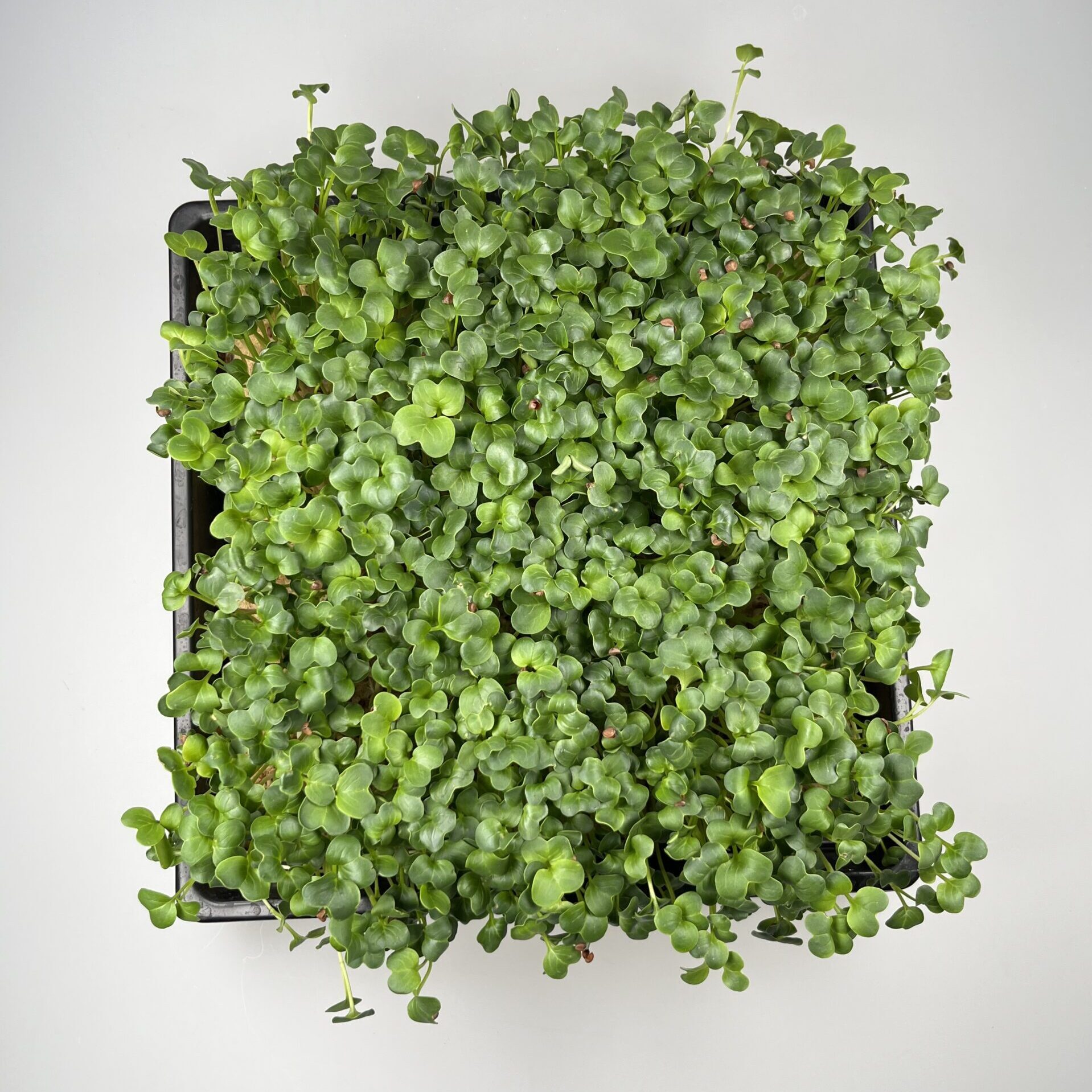 BIO Rettich Microgreens im „1010“ Tray