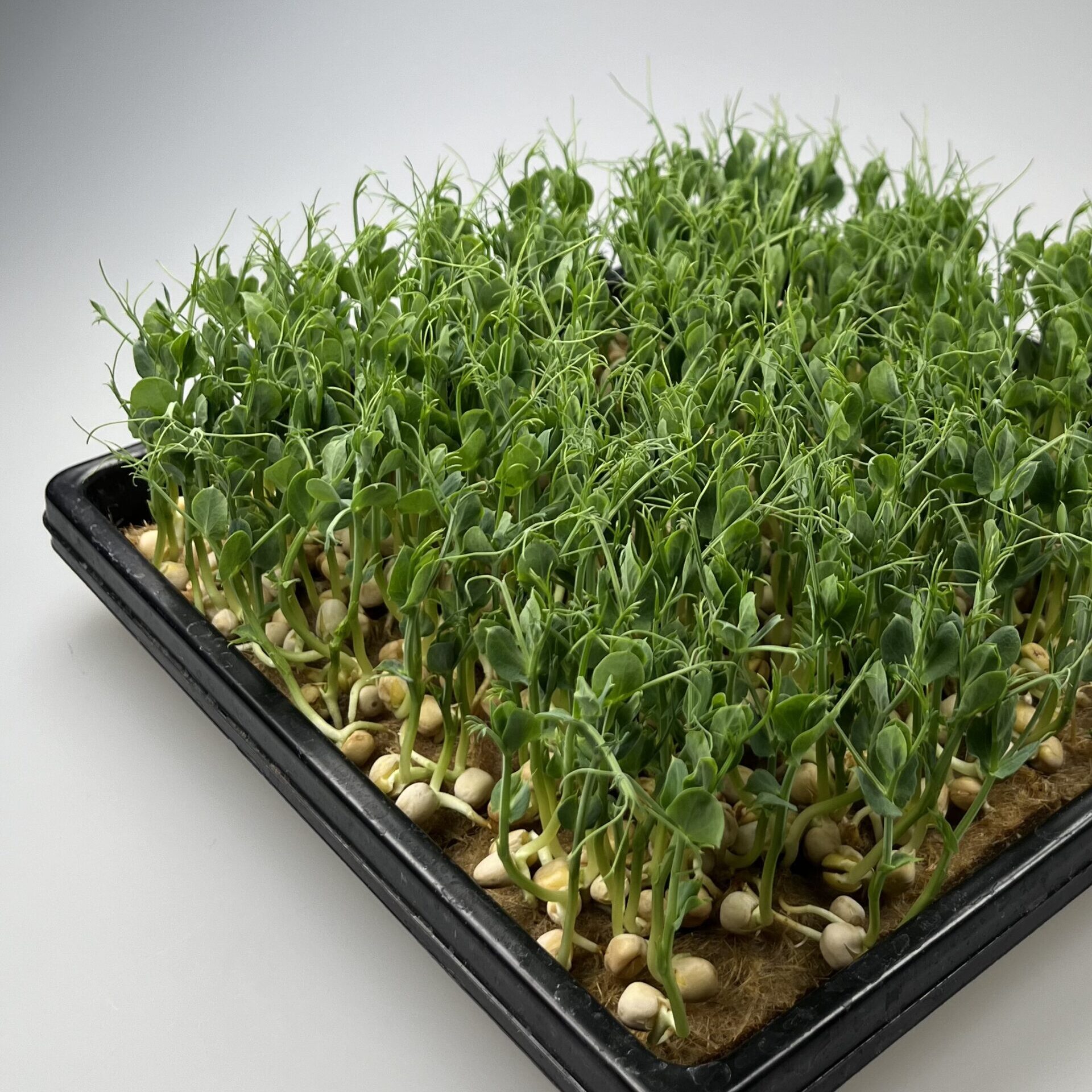 Erbse Microgreens im „1010“ Tray