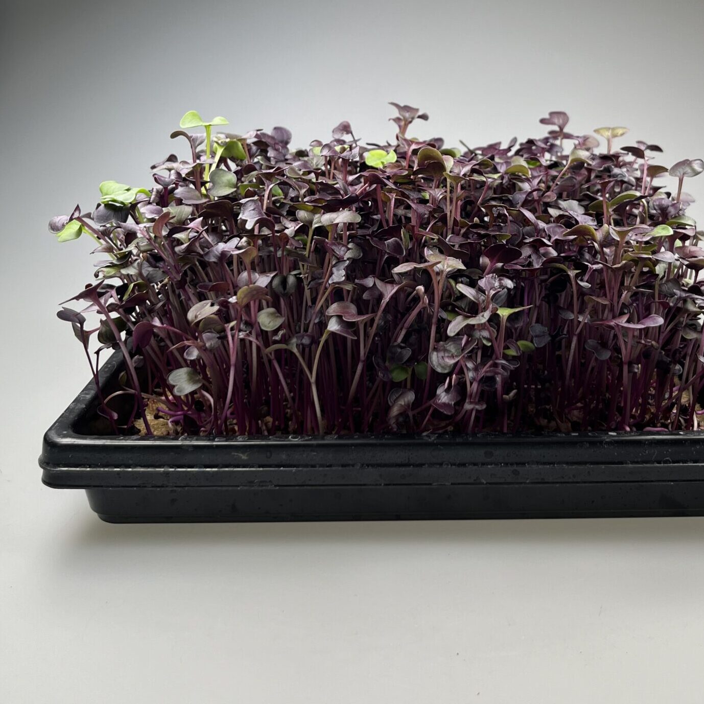 BIO Radieschen Microgreens im „1010“ Tray