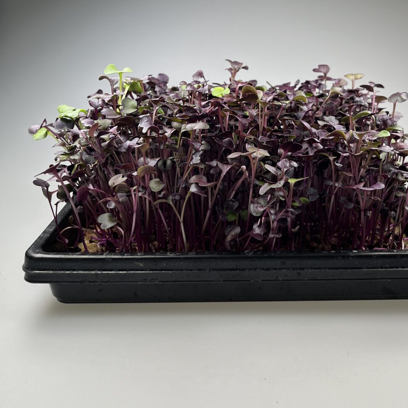 Radieschen Microgreens im „1010“ Tray