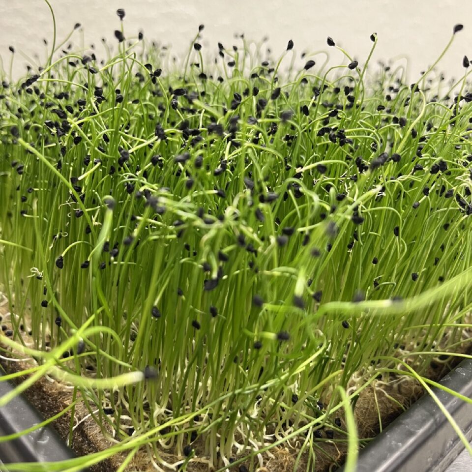 Lauch Microgreens im „1010“ Tray