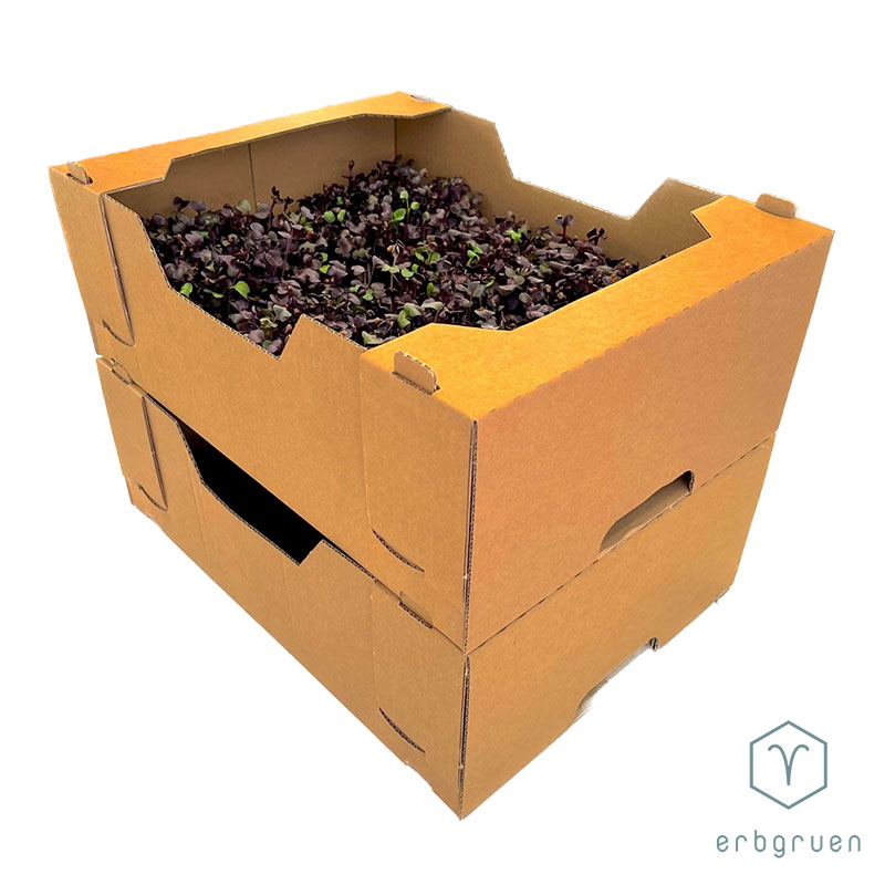 Kartonsteige für Microgreens – Bild 3