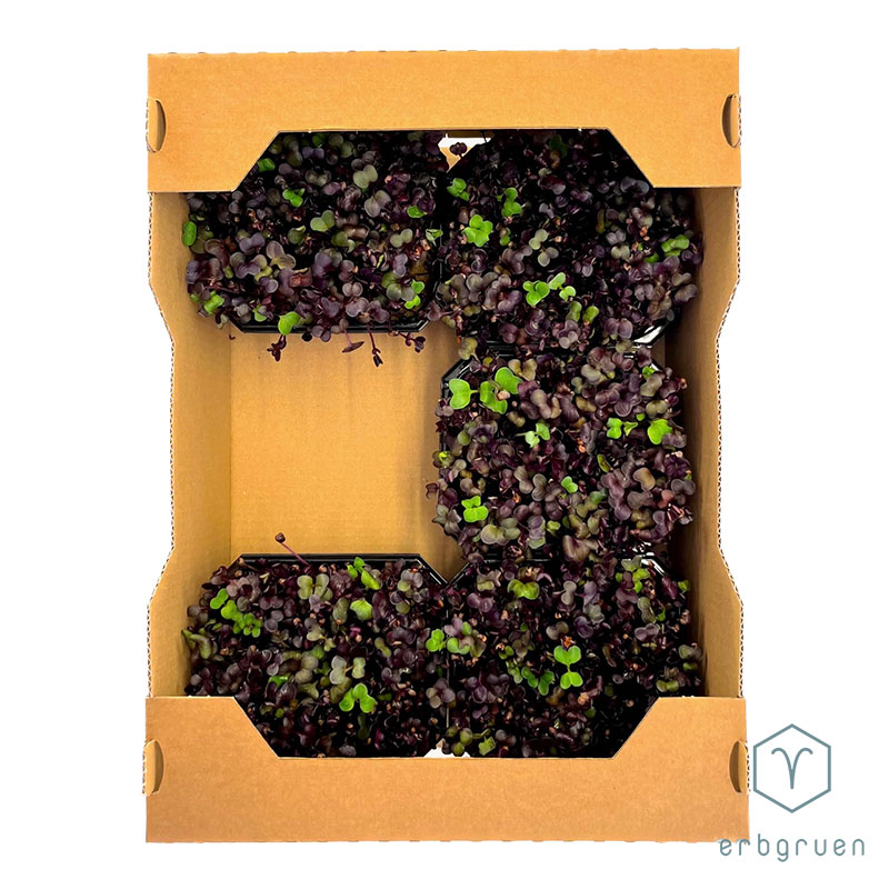 Kartonsteige für Microgreens – Bild 4