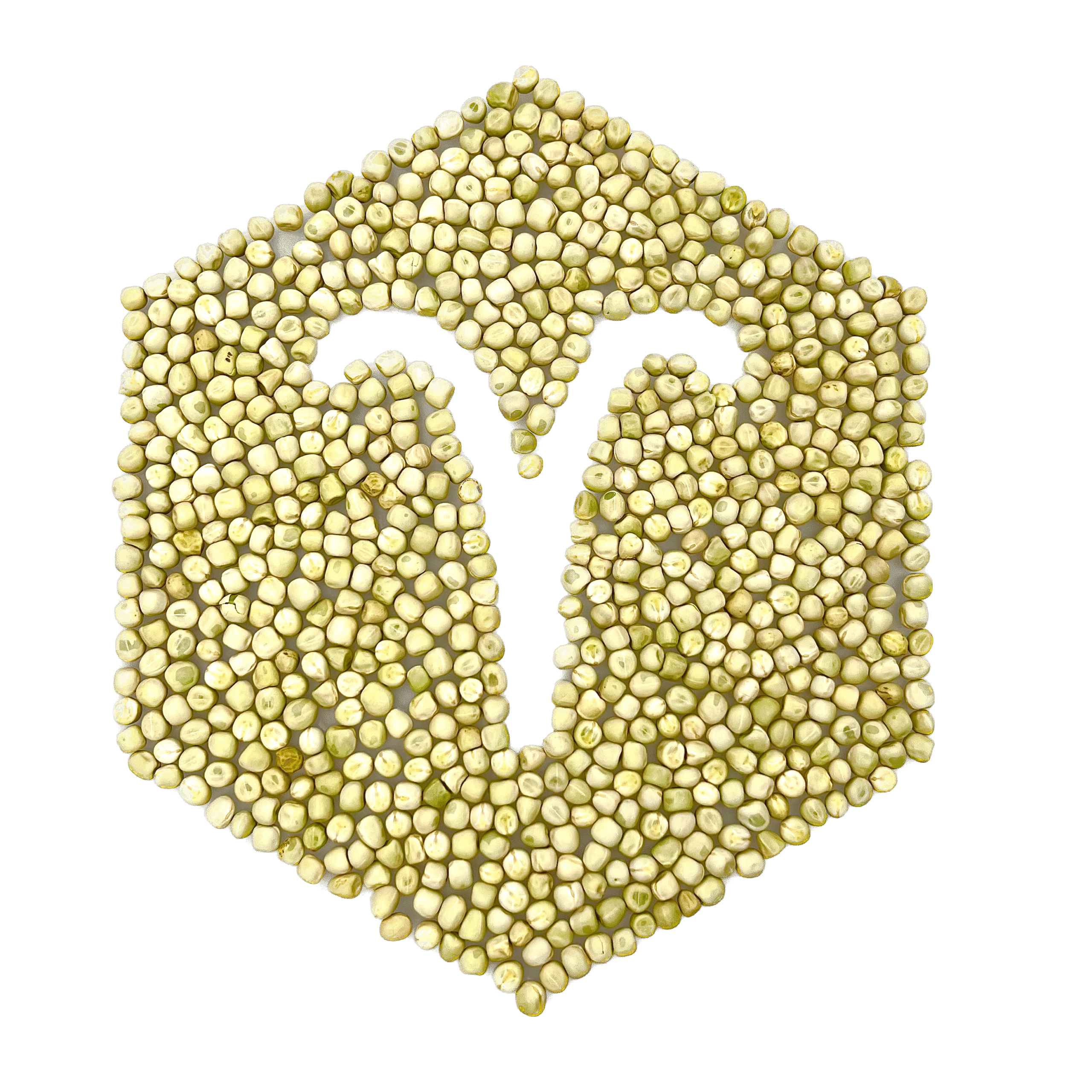 Erbse Affyla Balboa – BIO Microgreen Saatgut